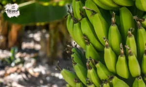 #banana farming