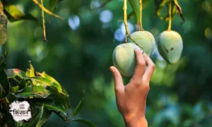 Mango Farming