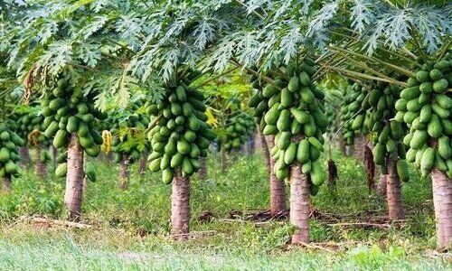 papaya farming