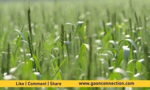 Wheat Farming