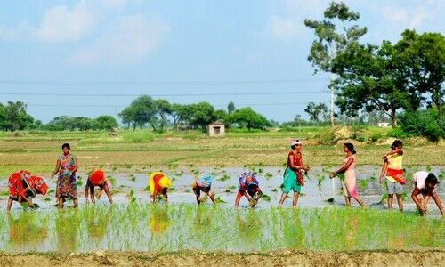 agriculture