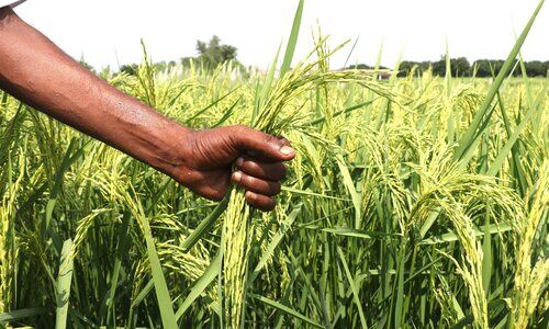 Basmati Rice