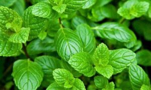 mentha oil