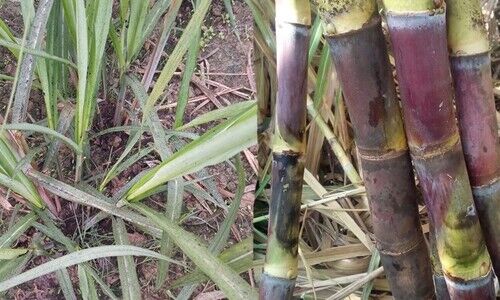 sugar cane