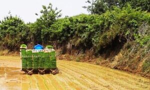 paddy farming