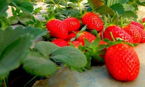 Strawberry Farming