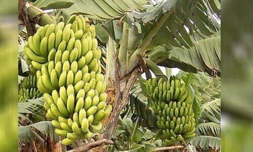 Banana farming