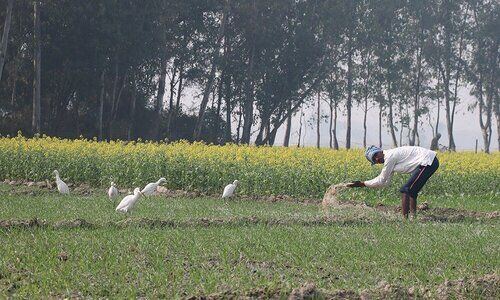 Wheat Farming