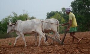 Indian Agriculture