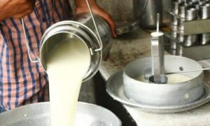 milk production