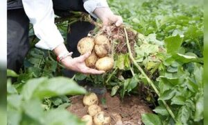 potato farming India