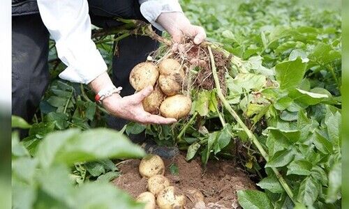 potato farming India