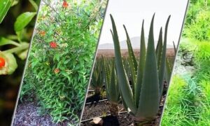 Aloe vera