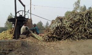 Sugarcane production