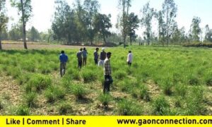 Central Institute of Medicinal and Aromatic Plants