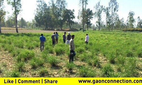 Central Institute of Medicinal and Aromatic Plants