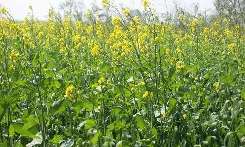 mustard crop