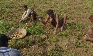 Potato farmer