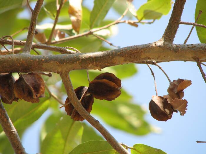 The bark and fruit of Arjuna is used for treating asthma, bile duct disorders, scorpion stings, and poisoning. Pic: Deepak Acharya