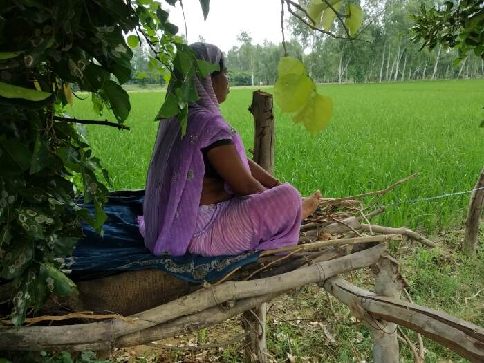 अपनी धान की फसल की रखवाली करती सुशीला रावत