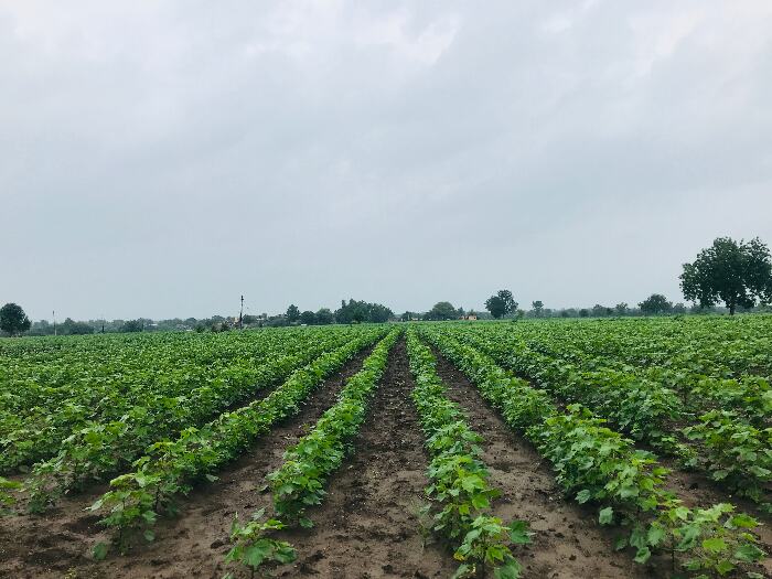 Farmers in Jalgaon village, Buldhana have sown kharif crop of Bt cotton after a delay of more than a month due to late arrival of monsoon. Their dug-wells were dry for 4-5 months due to acute drought. Pic: Nidhi Jamwal