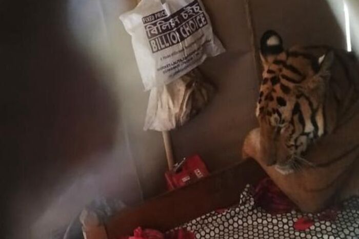 : A Royal Bengal Tiger wandered off the Kaziranga National Park and entered a shop near the national highway -- 200 meters from the park