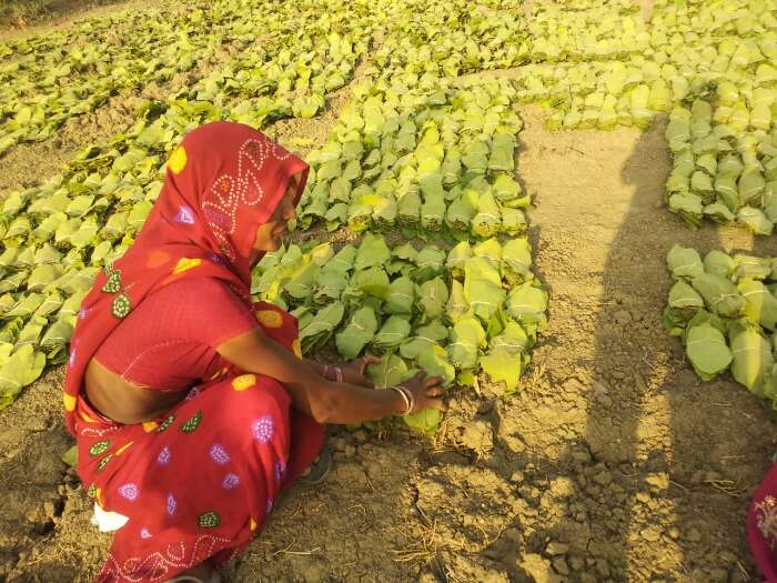 रायसेन जिले में तेंदूपत्ता सुखाती हीराबाई