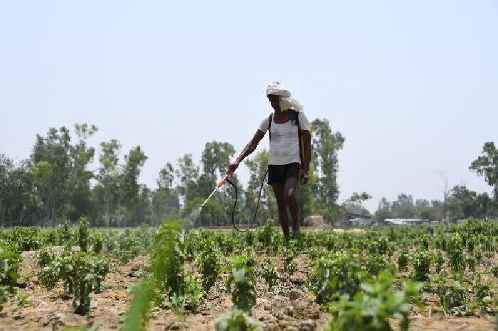 कीटनाशक छिड़काव का गलत तरीका