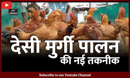 backyard poultry farming