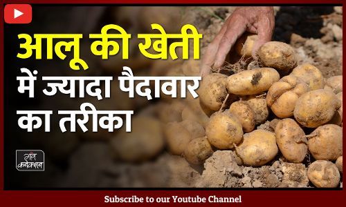 #potato cultivation