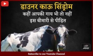 #cow