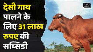 #Desi cow