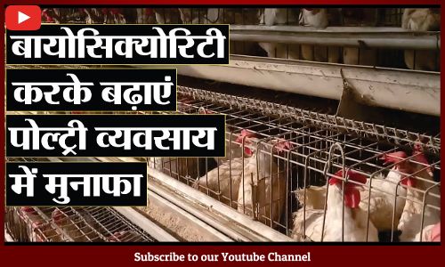 Indian poultry sector