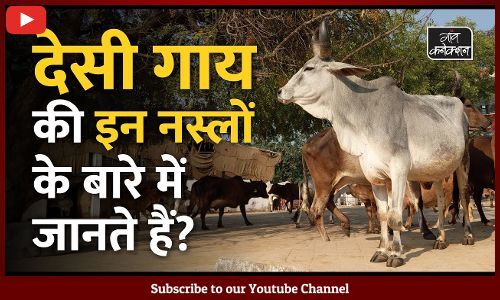 #Desi cow