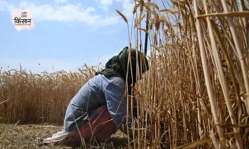 wheat farming