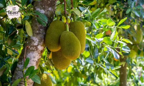 Jackfruit