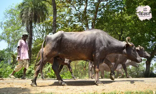 #cattle