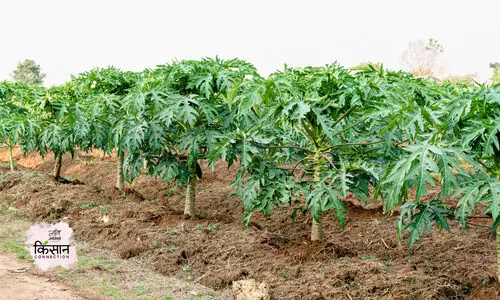 #papaya farming