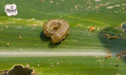 #Fall Armyworm