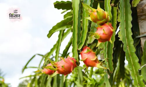 #dragon fruit