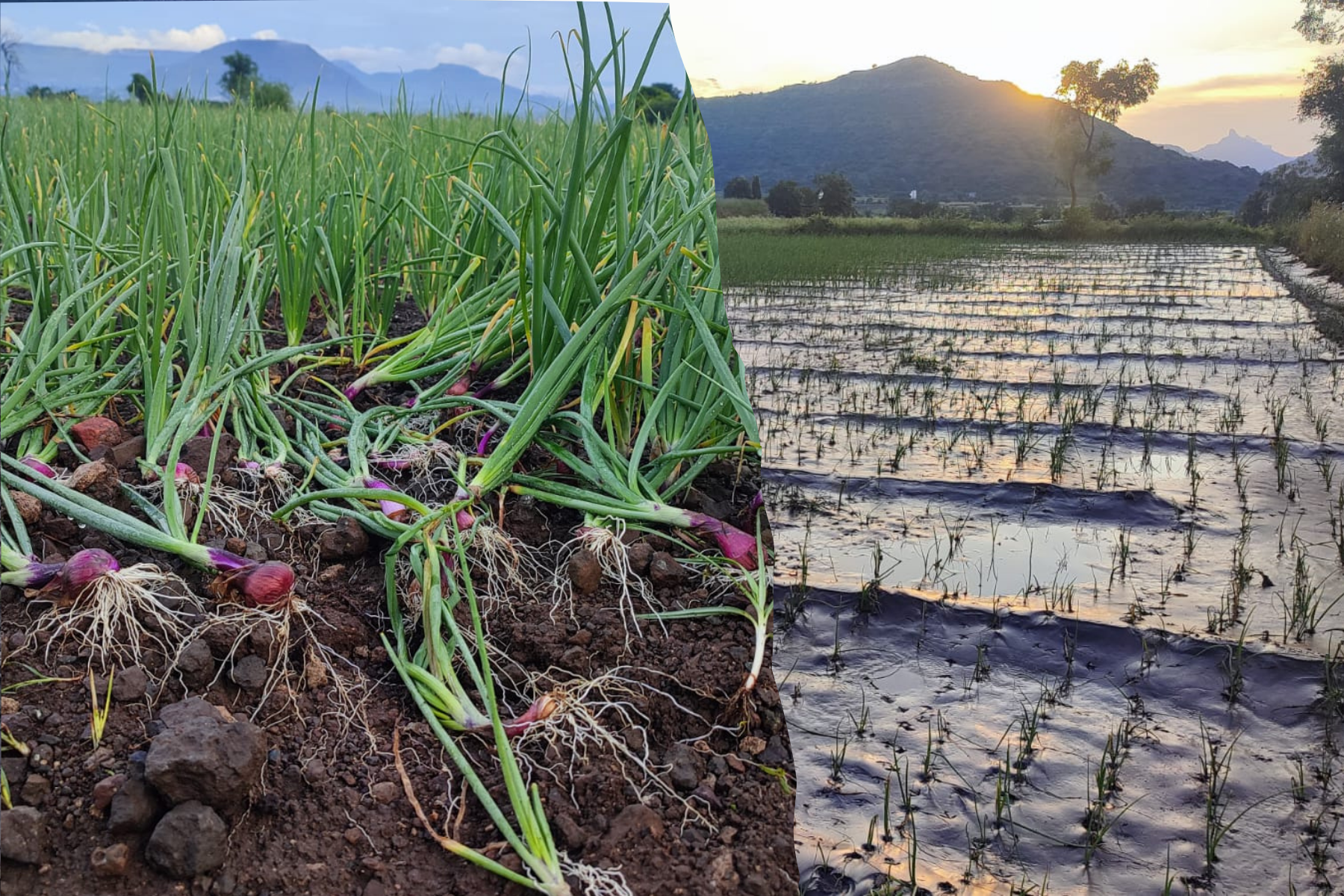 maharashtra heavy rain damage onion farmers nashik pune