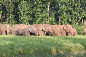 elephant west bengal